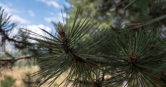 A white pine branch, the raw material for the urea heel cream by InaEssentials
