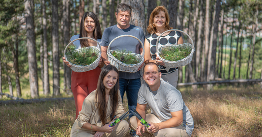 The Ralchevi family gathering white pine for InaEssentials natural cosmetics